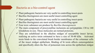 Bacteria as a bio-control agent
 Plant pathogenic bacteria are very useful in controlling insect-pests
 Bacillus thuringiensis are most useful insect controlling agent
 Plant pathogenic bacteria are very useful in controlling insect-pests
 Bacillus thuringiensis are most useful insect controlling agent
 Four toxic substance are produce by Bacillus thurengienesis
 The main component of procrystalline inclusions are polypeptides 130 to 140
kilodaltons in size. These molecules are termed protoxins.
 They are solubilized in the alkaline midgut of susceptible insect larvae,
realizing an active toxin estimated to have a size of 30-40 kDa. Activated
toxin binds to the convoluted brush border membranes of the columnar cells
of the insect midgut epithelium. Binding of bt toxin affects osmoregulation
and specifically alters the flux of potassium ions across the epithelium midgut
.
 