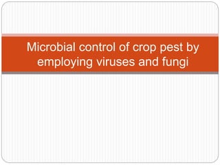 Microbial control of crop pest by
employing viruses and fungi
 