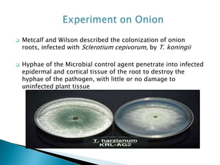  Metcalf and Wilson described the colonization of onion
roots, infected with Sclerotium cepivorum, by T. koningii
 Hyphae of the Microbial control agent penetrate into infected
epidermal and cortical tissue of the root to destroy the
hyphae of the pathogen, with little or no damage to
uninfected plant tissue
 