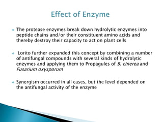  The protease enzymes break down hydrolytic enzymes into
peptide chains and/or their constituent amino acids and
thereby destroy their capacity to act on plant cells
 Lorito further expanded this concept by combining a number
of antifungal compounds with several kinds of hydrolytic
enzymes and applying them to Propagules of B. cinerea and
Fusarium oxysporum
 Synergism occurred in all cases, but the level depended on
the antifungal activity of the enzyme
 