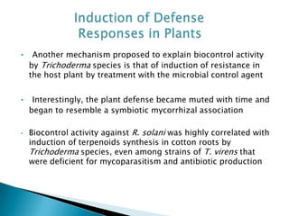 • Another mechanism proposed to explain biocontrol activity
by Trichoderma species is that of induction of resistance in
the host plant by treatment with the microbial control agent
• Interestingly, the plant defense became muted with time and
began to resemble a symbiotic mycorrhizal association
• Biocontrol activity against R. solani was highly correlated with
induction of terpenoids synthesis in cotton roots by
Trichoderma species, even among strains of T. virens that
were deficient for mycoparasitism and antibiotic production
 
