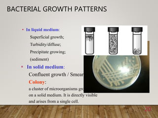 BACTERIAL GROWTH PATTERNS
• In liquid medium:
Superficial growth;
Turbidity/diffuse;
Precipitate growing;
(sediment)
20
 In solid medium:
Confluent growth / Smear;
Colony:
a cluster of microorganisms growing
on a solid medium. It is directly visible
and arises from a single cell.
 