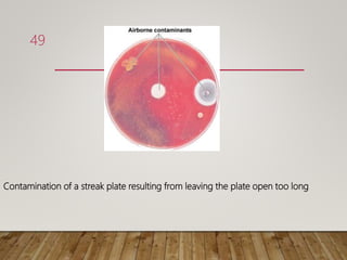 Contamination of a streak plate resulting from leaving the plate open too long
49
 