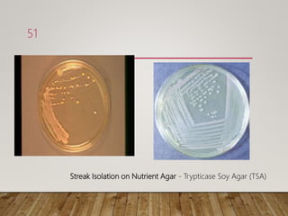 Streak Isolation on Nutrient Agar - Trypticase Soy Agar (TSA)
51
 