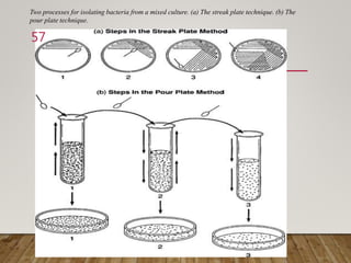 Two processes for isolating bacteria from a mixed culture. (a) The streak plate technique. (b) The
pour plate technique.
57
 