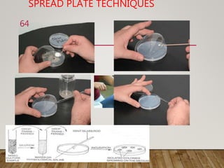 SPREAD PLATE TECHNIQUES
64
 