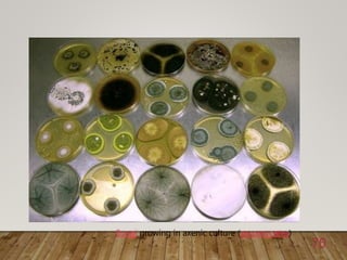 Fungi growing in axenic culture (ascomycetes)
70
 