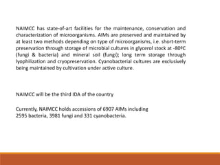 NAIMCC has state-of-art facilities for the maintenance, conservation and
characterization of microorganisms. AIMs are preserved and maintained by
at least two methods depending on type of microorganisms, i.e. short-term
preservation through storage of microbial cultures in glycerol stock at -80ºC
(fungi & bacteria) and mineral soil (fungi); long term storage through
lyophilization and cryopreservation. Cyanobacterial cultures are exclusively
being maintained by cultivation under active culture.
NAIMCC will be the third IDA of the country
Currently, NAIMCC holds accessions of 6907 AIMs including
2595 bacteria, 3981 fungi and 331 cyanobacteria.
 