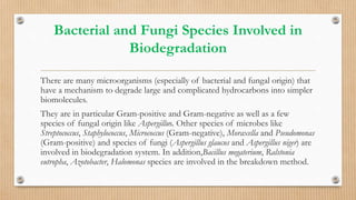 Bacterial and Fungi Species Involved in
Biodegradation
There are many microorganisms (especially of bacterial and fungal origin) that
have a mechanism to degrade large and complicated hydrocarbons into simpler
biomolecules.
They are in particular Gram-positive and Gram-negative as well as a few
species of fungal origin like Aspergillus. Other species of microbes like
Streptococcus, Staphylococcus, Micrococcus (Gram-negative), Moraxella and Pseudomonas
(Gram-positive) and species of fungi (Aspergillus glaucus and Aspergillus niger) are
involved in biodegradation system. In addition,Bacillus megaterium, Ralstonia
eutropha, Azotobacter, Halomonas species are involved in the breakdown method.
 