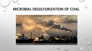 MICROBIAL DESULFURIZATION OF COAL
 