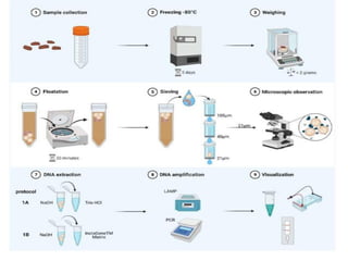 Molecular based diagnostics methods Used | PDF
