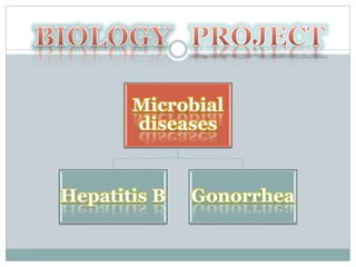 Microbial
diseases
Hepatitis B Gonorrhea
 