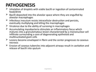 respiratory
PATHOGENESIS
 Inhalation of droplets with viable bacilli or ingestion of contaminated
food/drink
 Bacilli deposited into the alveolar space where they are engulfed by
alveolar macrophages
 Infectious inoculum resists intracellular destruction and persists,
eventually multiplying and killing the macrophages
 Virulence due to the ability of surviving in macrophages
 Accumulating mycobacteria stimulate an inflammatory focus which
matures into a granulomatous lesion characterized by a mononuclear cell
infiltrate surrounding a core of degenerating epitheloid and
multinucleated giant cells
 Lesions become enveloped in fibrin and the center progresses to caseous
necrosis
 Erosion of caseous tubercles into adjacent airways result in cavitation and
release of bacilli into sputum
 