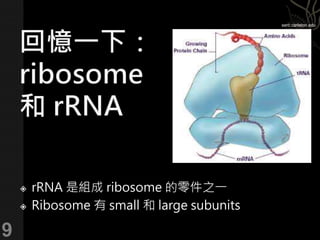  rRNA 是組成 ribosome 的零件之一
 Ribosome 有 small 和 large subunits
9
serc.carleton.edu
 