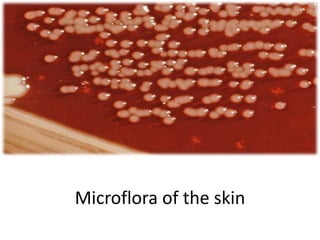 Microflora Examples Microbiology: Microbial Ecology | PPTX