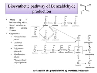 Biosynthetic pathway of Benzaldehyde
production
• Made up of
benzene ring with a
formyl substituent.
almond• Bitter
Flavour
• Organisms :
– Pseudomonas
putida
– Trametes
suaveolens
– Polyporous
tuberaster
– Bjerkandera
adusta
– Phanerochaete
chrysosporium
.
Metabolism of L-phenylalanine by Trametes suaveolens
 