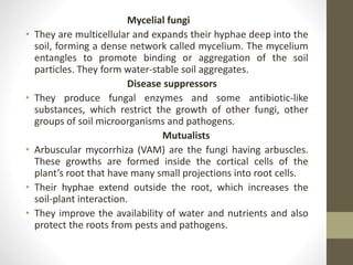 Mycelial fungi
• They are multicellular and expands their hyphae deep into the
soil, forming a dense network called mycelium. The mycelium
entangles to promote binding or aggregation of the soil
particles. They form water-stable soil aggregates.
Disease suppressors
• They produce fungal enzymes and some antibiotic-like
substances, which restrict the growth of other fungi, other
groups of soil microorganisms and pathogens.
Mutualists
• Arbuscular mycorrhiza (VAM) are the fungi having arbuscles.
These growths are formed inside the cortical cells of the
plant’s root that have many small projections into root cells.
• Their hyphae extend outside the root, which increases the
soil-plant interaction.
• They improve the availability of water and nutrients and also
protect the roots from pests and pathogens.
 