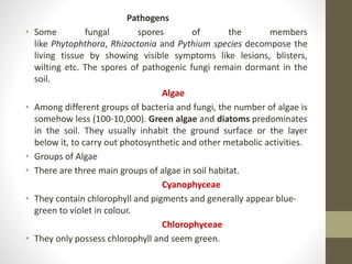 Pathogens
• Some fungal spores of the members
like Phytophthora, Rhizoctonia and Pythium species decompose the
living tissue by showing visible symptoms like lesions, blisters,
wilting etc. The spores of pathogenic fungi remain dormant in the
soil.
Algae
• Among different groups of bacteria and fungi, the number of algae is
somehow less (100-10,000). Green algae and diatoms predominates
in the soil. They usually inhabit the ground surface or the layer
below it, to carry out photosynthetic and other metabolic activities.
• Groups of Algae
• There are three main groups of algae in soil habitat.
Cyanophyceae
• They contain chlorophyll and pigments and generally appear blue-
green to violet in colour.
Chlorophyceae
• They only possess chlorophyll and seem green.
 