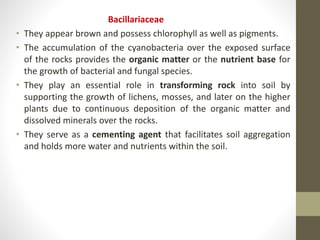 Bacillariaceae
• They appear brown and possess chlorophyll as well as pigments.
• The accumulation of the cyanobacteria over the exposed surface
of the rocks provides the organic matter or the nutrient base for
the growth of bacterial and fungal species.
• They play an essential role in transforming rock into soil by
supporting the growth of lichens, mosses, and later on the higher
plants due to continuous deposition of the organic matter and
dissolved minerals over the rocks.
• They serve as a cementing agent that facilitates soil aggregation
and holds more water and nutrients within the soil.
 