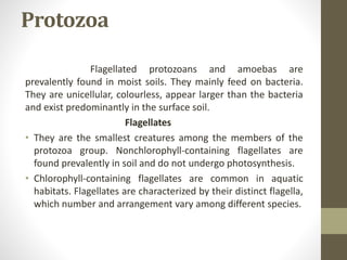 Protozoa
Flagellated protozoans and amoebas are
prevalently found in moist soils. They mainly feed on bacteria.
They are unicellular, colourless, appear larger than the bacteria
and exist predominantly in the surface soil.
Flagellates
• They are the smallest creatures among the members of the
protozoa group. Nonchlorophyll-containing flagellates are
found prevalently in soil and do not undergo photosynthesis.
• Chlorophyll-containing flagellates are common in aquatic
habitats. Flagellates are characterized by their distinct flagella,
which number and arrangement vary among different species.
 