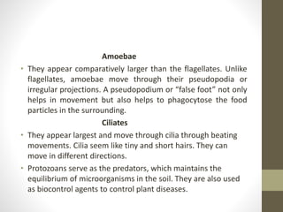 Amoebae
• They appear comparatively larger than the flagellates. Unlike
flagellates, amoebae move through their pseudopodia or
irregular projections. A pseudopodium or “false foot” not only
helps in movement but also helps to phagocytose the food
particles in the surrounding.
Ciliates
• They appear largest and move through cilia through beating
movements. Cilia seem like tiny and short hairs. They can
move in different directions.
• Protozoans serve as the predators, which maintains the
equilibrium of microorganisms in the soil. They are also used
as biocontrol agents to control plant diseases.
 