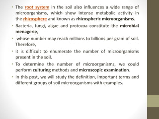 • The root system in the soil also influences a wide range of
microorganisms, which show intense metabolic activity in
the rhizosphere and known as rhizospheric microorganisms.
• Bacteria, fungi, algae and protozoa constitute the microbial
menagerie,
• whose number may reach millions to billions per gram of soil.
Therefore,
• it is difficult to enumerate the number of microorganisms
present in the soil.
• To determine the number of microorganisms, we could
perform culturing methods and microscopic examination.
• In this post, we will study the definition, important terms and
different groups of soil microorganisms with examples.
 