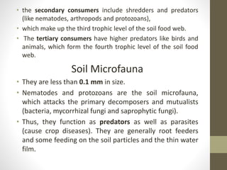 • the secondary consumers include shredders and predators
(like nematodes, arthropods and protozoans),
• which make up the third trophic level of the soil food web.
• The tertiary consumers have higher predators like birds and
animals, which form the fourth trophic level of the soil food
web.
Soil Microfauna
• They are less than 0.1 mm in size.
• Nematodes and protozoans are the soil microfauna,
which attacks the primary decomposers and mutualists
(bacteria, mycorrhizal fungi and saprophytic fungi).
• Thus, they function as predators as well as parasites
(cause crop diseases). They are generally root feeders
and some feeding on the soil particles and the thin water
film.
 