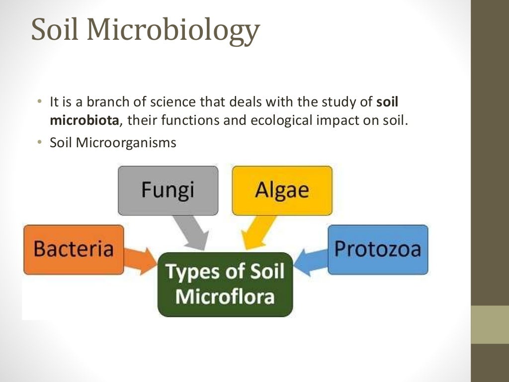 Microbial flora of soil