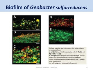 Biofilm of Geobacter sulfurreducens 
Confocal scanning laser microscopy of G. sulfurreducens 
on anode surfaces. 
(A to C) Wild-type biofilms producing 1.4 mA (A), 2.2 mA 
(B), and 5.2 mA (C). 
(D and E) Biofilms of a pilin-deficient mutant (D) and the 
genetically complemented mutant strain (E) when 
current production was nearing maximum (ca. 1 mA and 
3 mA, respectively). 
Live cells are green, while dead cells are red. 
Ihsan Tria Pramanda - 10605103 10 
 