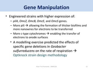Gene Manipulation 
• Engineered strains with higher expression of: 
– pilA, OmcZ, OmcB, OmcE, and OmcS genes. 
– More pili  allowing the formation of thicker biofilms and 
more nanowires for electrons to be transferred 
– More c-type cytochromes  enabling the transfer of 
electrons to anode surfaces 
• A modelling exercise predicted the effects of 
specific gene deletions in Geobacter 
sulfurreducens on the rate of respiration  
Optknock strain design methodology 
Ihsan Tria Pramanda - 10605103 13 
 