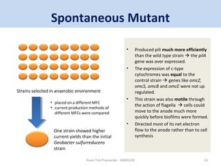 Spontaneous Mutant 
• Produced pili much more efficiently 
than the wild type strain  the pilA 
gene was over expressed. 
• The expression of c-type 
cytochromes was equal to the 
control strain  genes like omcZ, 
omcS, omcB and omcE were not up 
regulated. 
• This strain was also motile through 
the action of flagella  cells could 
move to the anode much more 
quickly before biofilms were formed. 
• Directed most of its net electron 
flow to the anode rather than to cell 
synthesis 
Strains selected in anaerobic environment 
• placed on a different MFC 
• current production methods of 
different MFCs were compared 
One strain showed higher 
current yields than the initial 
Geobacter sulfurreducens 
strain 
Ihsan Tria Pramanda - 10605103 14 
 