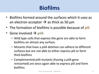 Biofilms 
• Biofilms formed around the surfaces which it uses as 
an electron acceptor  as thick as 50 μm 
• The formation of biofilms is possible because of pili 
• Gene involved  pilA 
– Wild type cells that express the gene are able to form 
biofilms on almost any surface. 
– Mutants that have a pilA deletion can adhere to different 
surfaces but are not able to either express pili or form 
thick biofilms 
– Complemented pilA mutants (having a pilA gene 
reinserted) are once again able to express pili and form 
biofilms 
Ihsan Tria Pramanda - 10605103 9 
 