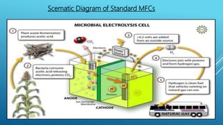 Scematic Diagram of Standard MFCs
 