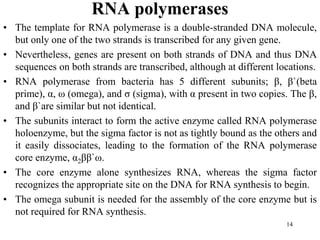 RNA polymerases
• The template for RNA polymerase is a double-stranded DNA molecule,
but only one of the two strands is transcribed for any given gene.
• Nevertheless, genes are present on both strands of DNA and thus DNA
sequences on both strands are transcribed, although at different locations.
• RNA polymerase from bacteria has 5 different subunits; β, β`(beta
prime), α, ω (omega), and σ (sigma), with α present in two copies. The β,
and β`are similar but not identical.
• The subunits interact to form the active enzyme called RNA polymerase
holoenzyme, but the sigma factor is not as tightly bound as the others and
it easily dissociates, leading to the formation of the RNA polymerase
core enzyme, α2ββ`ω.
• The core enzyme alone synthesizes RNA, whereas the sigma factor
recognizes the appropriate site on the DNA for RNA synthesis to begin.
• The omega subunit is needed for the assembly of the core enzyme but is
not required for RNA synthesis.
14
 