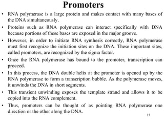 Promoters
• RNA polymerase is a large protein and makes contact with many bases of
the DNA simultaneously.
• Proteins such as RNA polymerase can interact specifically with DNA
because portions of these bases are exposed in the major groove.
• However, in order to initiate RNA synthesis correctly, RNA polymerase
must first recognize the initiation sites on the DNA. These important sites,
called promoters, are recognized by the sigma factor.
• Once the RNA polymerase has bound to the promoter, transcription can
proceed.
• In this process, the DNA double helix at the promoter is opened up by the
RNA polymerase to form a transcription bubble. As the polymerase moves,
it unwinds the DNA in short segments.
• This transient unwinding exposes the template strand and allows it to be
copied into the RNA complement.
• Thus, promoters can be thought of as pointing RNA polymerase one
direction or the other along the DNA.
15
 