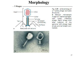 Morphology
37
 