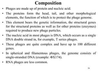 Composition
• Phages are made up of protein and nucleic acid.
• The proteins form the head, tail, and other morphological
elements, the function of which is to protect the phage genome.
• This element bears the genetic information, the structural genes
for the structural proteins as well as for other proteins (enzymes)
required to produce new phage particles.
• The nucleic acid in most phages is DNA, which occurs as a single
DNA double strand in, for example, T series phages.
• These phages are quite complex and have up to 100 different
genes.
• In spherical and filamentous phages, the genome consists of
single-stranded DNA (example: ΦX174).
• RNA phages are less common.
38
 
