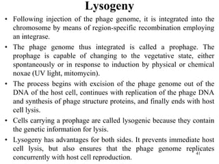 Lysogeny
• Following injection of the phage genome, it is integrated into the
chromosome by means of region-specific recombination employing
an integrase.
• The phage genome thus integrated is called a prophage. The
prophage is capable of changing to the vegetative state, either
spontaneously or in response to induction by physical or chemical
noxae (UV light, mitomycin).
• The process begins with excision of the phage genome out of the
DNA of the host cell, continues with replication of the phage DNA
and synthesis of phage structure proteins, and finally ends with host
cell lysis.
• Cells carrying a prophage are called lysogenic because they contain
the genetic information for lysis.
• Lysogeny has advantages for both sides. It prevents immediate host
cell lysis, but also ensures that the phage genome replicates
concurrently with host cell reproduction.
41
 