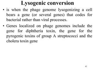Lysogenic conversion
• is when the phage genome lysogenizing a cell
bears a gene (or several genes) that codes for
bacterial rather than viral processes.
• Genes localized on phage genomes include the
gene for diphtheria toxin, the gene for the
pyrogenic toxins of group A streptococci and the
cholera toxin gene
43
 