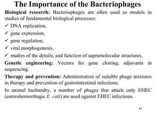 The Importance of the Bacteriophages
Biological research: Bacteriophages are often used as models in
studies of fundamental biological processes:
 DNA replication,
 gene expression,
 gene regulation,
 viral morphogenesis,
 studies of the details, and function of supramolecular structures.
Genetic engineering: Vectors for gene cloning, adjuvants in
sequencing.
Therapy and prevention: Administration of suitable phage mixtures
in therapy and prevention of gastrointestinal infections.
In animal husbandry, a number of phages that attack only EHEC
(enterohemorrhagic E. coli) are used against EHEC infections.
44
 