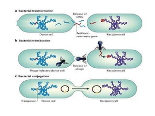 Microbial Inheritance Microbial genetics | PPTX