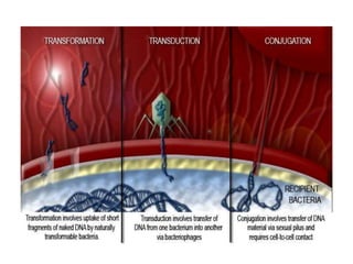Microbial Inheritance Microbial genetics | PPTX
