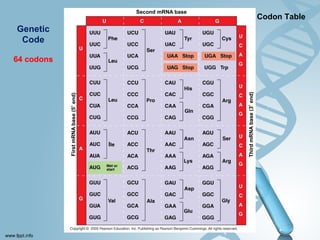 Mrna Base Code Microbial genetics translation | PPT