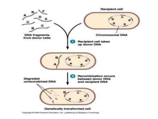 Microbial Inheritance Microbial genetics 1.pptx