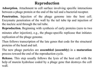 Reproduction
Adsorption. Attachment to cell surface involving specific interactions
between a phage protein at the end of the tail and a bacterial receptor.
Penetration. Injection of the phage genome into the host cell.
Enzymatic penetration of the wall by the tail tube tip and injection of
the nucleic acid through the tail tube.
Reproduction. Beginning with synthesis of early proteins (zero to two
minutes after injection), e.g., the phage-specific replicase that initiates
replication of the phage genome.
Then follows transcription of the late genes that code for the structural
proteins of the head and tail.
The new phage particles are assembled (assembly) in a maturation
process toward the end of the reproduction cycle.
Release. This step usually follows the lysis of the host cell with the
help of murein hydrolase coded by a phage gene that destroys the cell
wall.
 