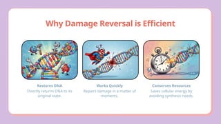 Comprehensive Overview of DNA Damage and Repair Mechanisms in Cells | PPTX