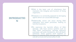Comprehensive Overview of DNA Damage and Repair Mechanisms in Cells | PPTX