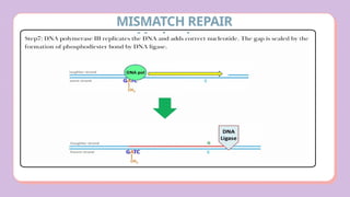 Comprehensive Overview of DNA Damage and Repair Mechanisms in Cells | PPTX