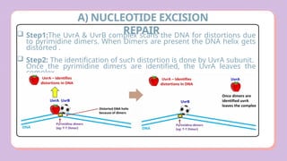 Comprehensive Overview of DNA Damage and Repair Mechanisms in Cells | PPTX