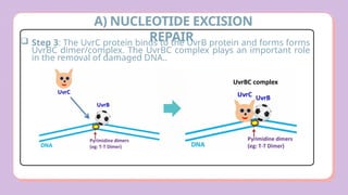 Comprehensive Overview of DNA Damage and Repair Mechanisms in Cells | PPTX